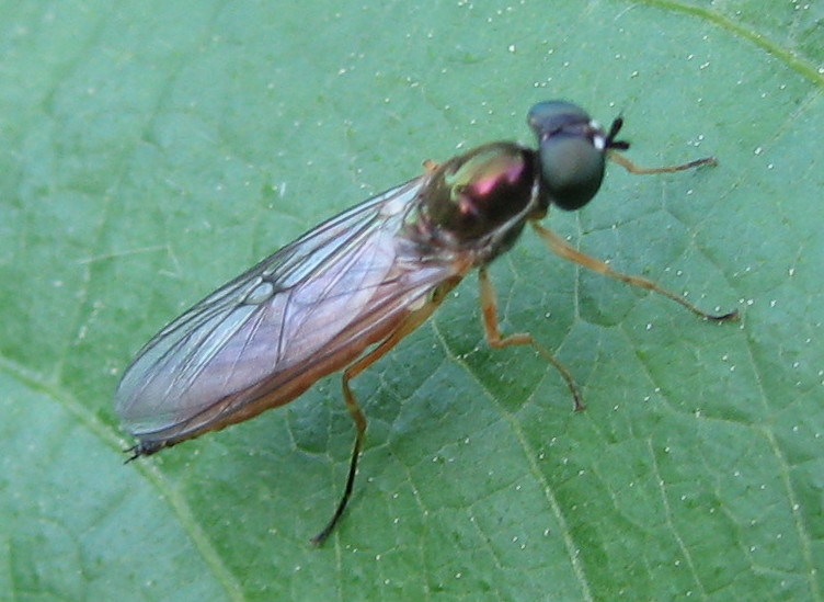 Sargus sp. (Stratiomidae)